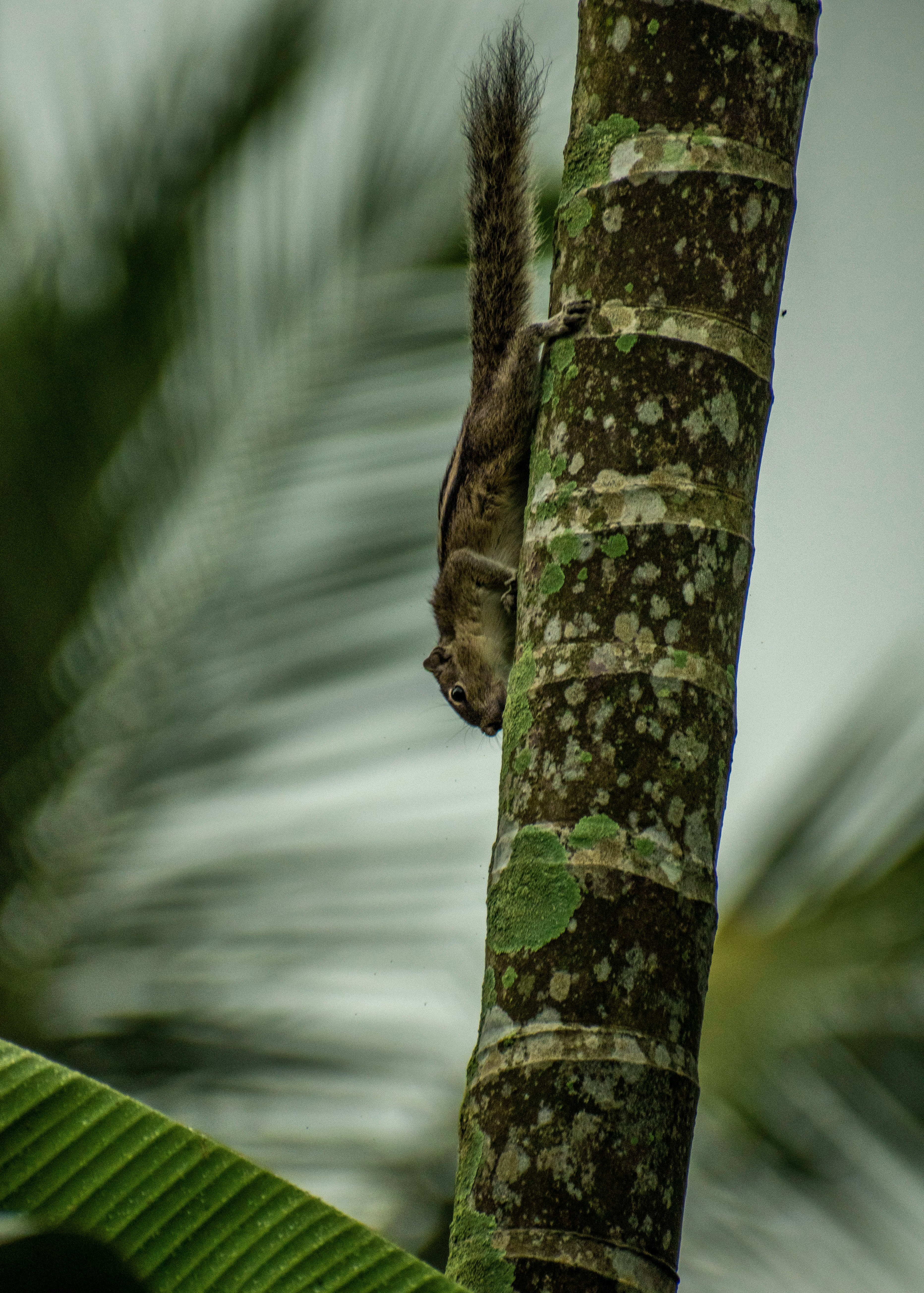 brown and black frog on tree branch